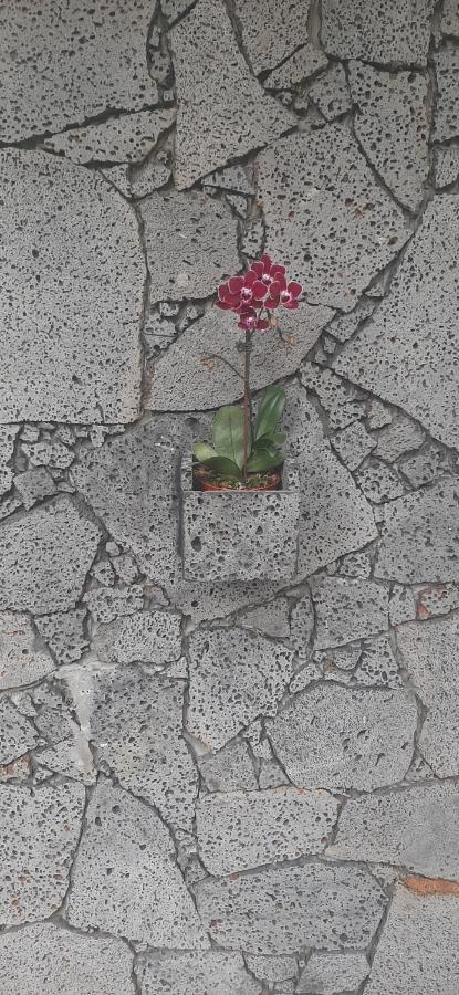 Les Anones Daire Saint-Gilles-les Bains Dış mekan fotoğraf